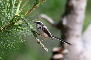 [K-Geography] Newborn long-tailed tit