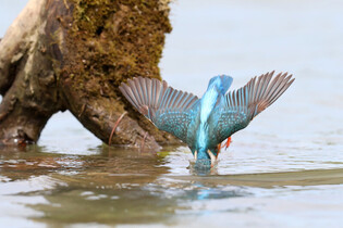 [K-Geography] Kingfisher hunting fish