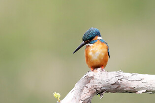 [K-Geography] Kingfisher staring at prey