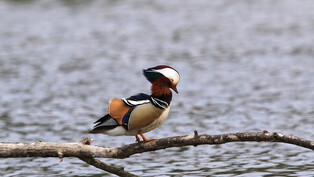 [K-Geography] Mandarin ducks resting