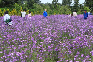 [K-Geography] Purple rape blossoms