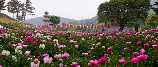 [K-Geography] Peony flowers dyeing millennium kingdom