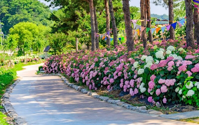 공주 유구색동수국정원 꽃축제 내달 17∼19일 열려