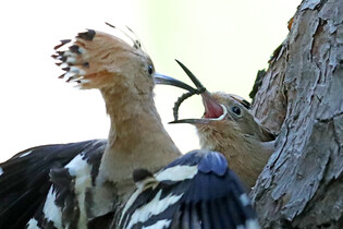 [K-Geography] Hoopoe raising chicks