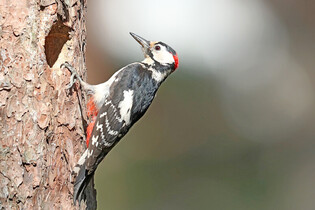 [K-Geography] Great spotted woodpecker raising chicks