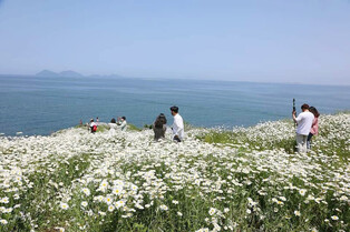 [K-Geography] Shasta Daisy in full bloom