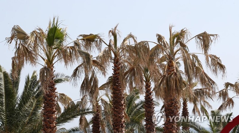 "관리라도 잘하던지"…강릉 해변 야자수 고사목으로 변해 '눈총'