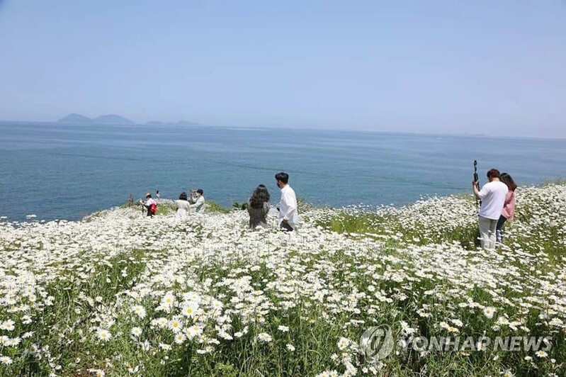 [픽! 부안] 변산 마실길 1코스에 샤스타데이지 '활짝'