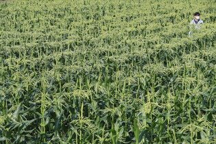 [K-Geography] Chodang corn field