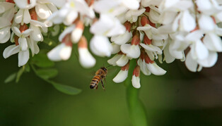 [K-Geography] Collecting acacia honey