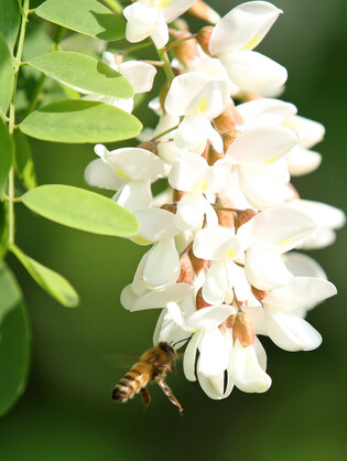 [K-Geography] Collecting acacia honey