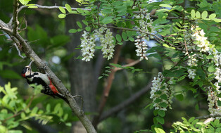 [K-Geography] Great spotted woodpecker searching for prey