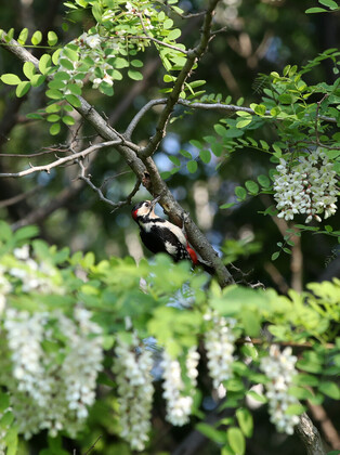 [K-Geography] Great spotted woodpecker searching for prey