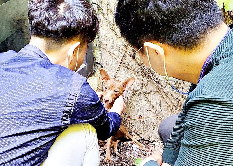 불꽃 쇼 소리에 달아난 반려견 10일 만에 찾아준 하이원리조트