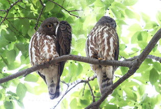 [K-Geography] Brown hawk-owls resting
