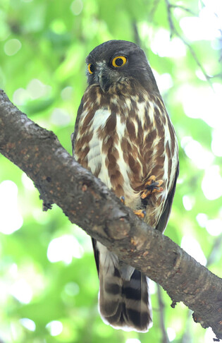 [K-Geography] Brown hawk-owl resting