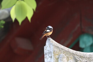 [K-Geography] Insect-biting Daurian redstart