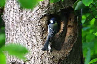 [K-Geography] Oriental tit guarding nest