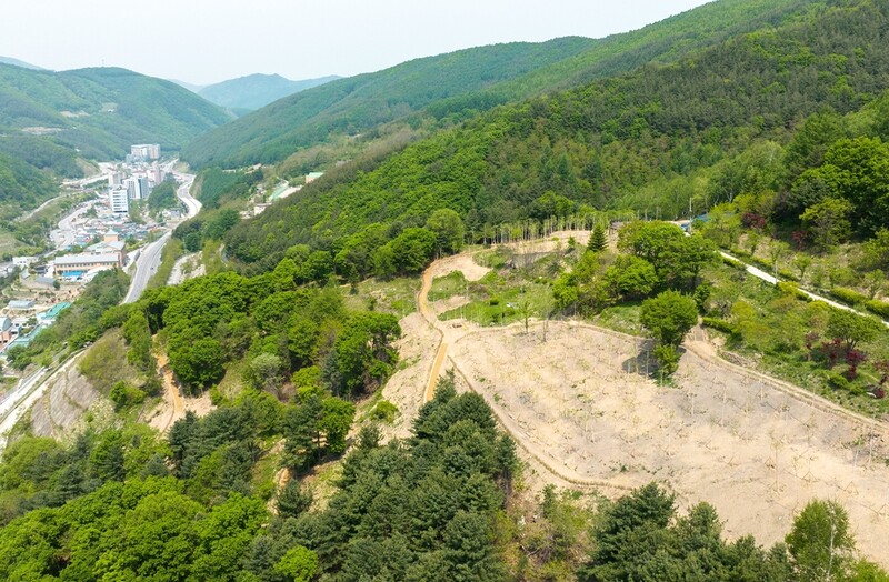 정선 고한 야생화 마을에 산림욕장 생겼다