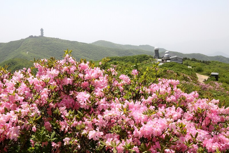 [픽! 단양] 소백산 물들이기 시작한 철쭉…6월 첫 주말 절정
