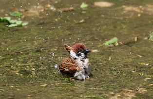 [K-Geography] Sparrow taking shower