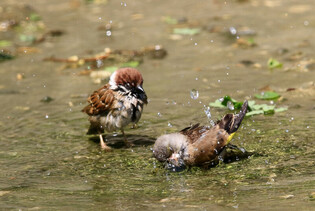 [K-Geography] Sparrow and Grey-capped greenfinch taking shower