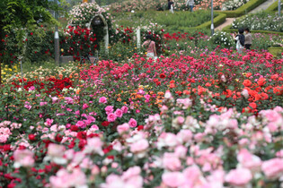 [K-Geography] Rose fest to reopen