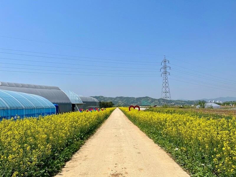 [픽! 제천] 제천 의림지뜰 노란 유채꽃 물결