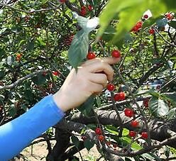 양양군 명지리서 앵두 따기 체험행사 25일까지 열려