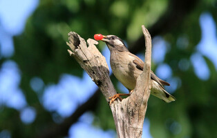 [K-Geography] Starling biting cherry