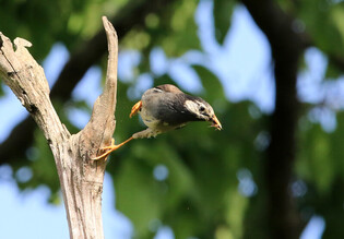 [K-Geography] Starling biting worm