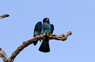 [K-Geography] Dollarbird couple searching for nest