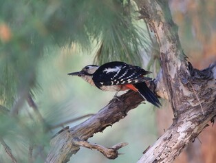 [K-Geography] Woodpecker aiming at prey