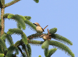 [K-Geography] Brown shrikes resting in forest