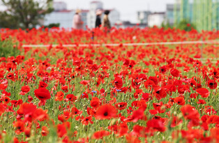 [K-Geography] Poppy flowers in full bloom