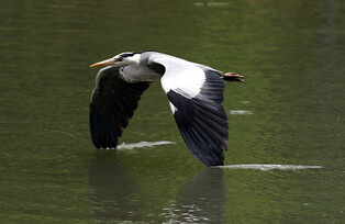 [K-Geography] Heron flying above water