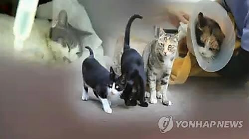 충남 계룡서 길고양이 밥에 부동액 뿌린 20대 검거