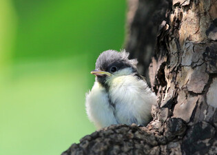 [K-Geography] Baby tit waiting for mother
