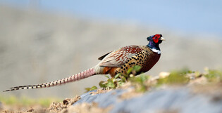 [K-Geography] Pheasant enjoying morning stroll