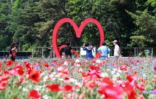 [K-Geography] Poppy flowers in full bloom