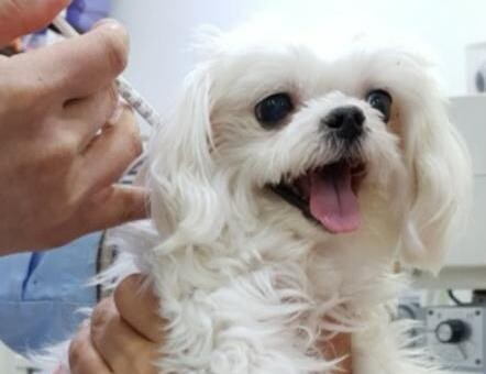 인천시 "유실·유기동물 입양하면 최대 15만원 지원"