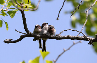 [K-Geography] Tit cubs waiting for mother