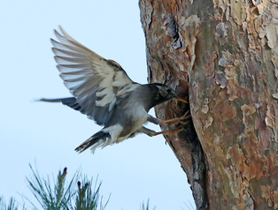 [K-Geography] Starling raising chicks