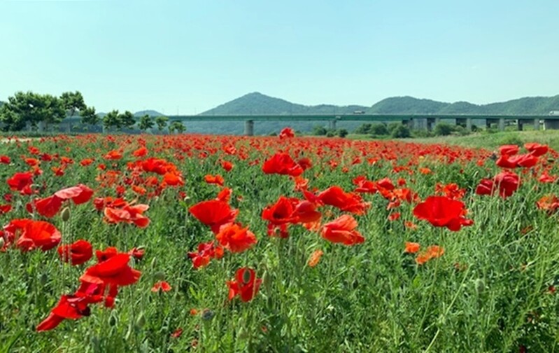 [픽! 공주] 아름다운 꽃으로 뒤덮인 금강 미르섬