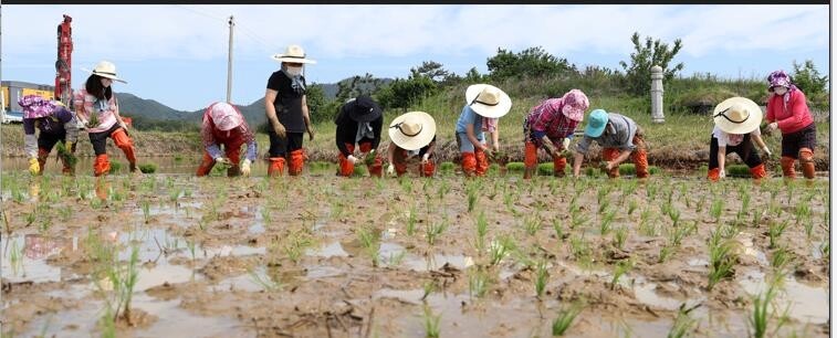 강진군, 전통 손 모내기 행사…풍년 농사 기원