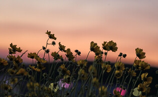 [K-Geography] Marigold colored by sunset