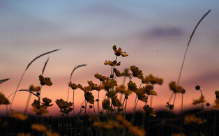 [K-Geography] Marigold colored by the sunset