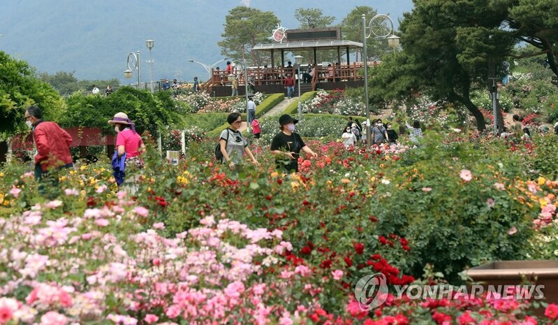 곡성세계장미축제 개막 엿새 만에 입장객 11만명 돌파