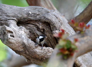 [K-Geography]  Oriental tit raising chicks