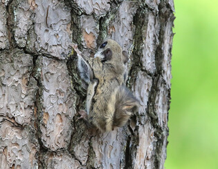 [K-Geography] Flying squirrel running away
